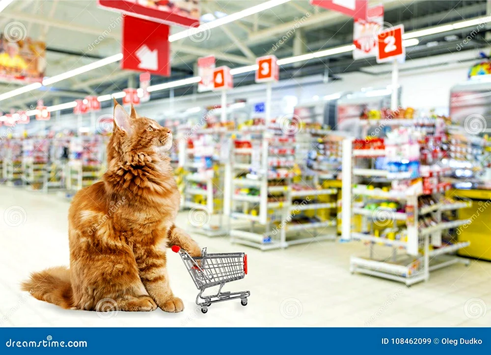 Кот с тележкой в магазине