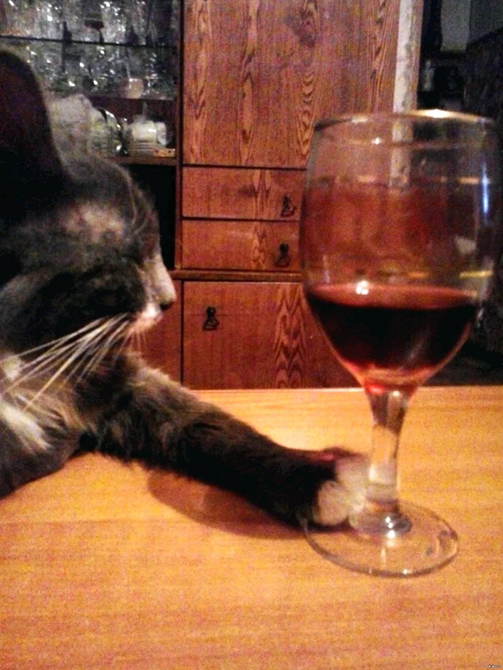 Кот с вином