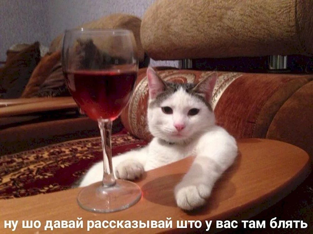 Кот с вином ну рассказывай