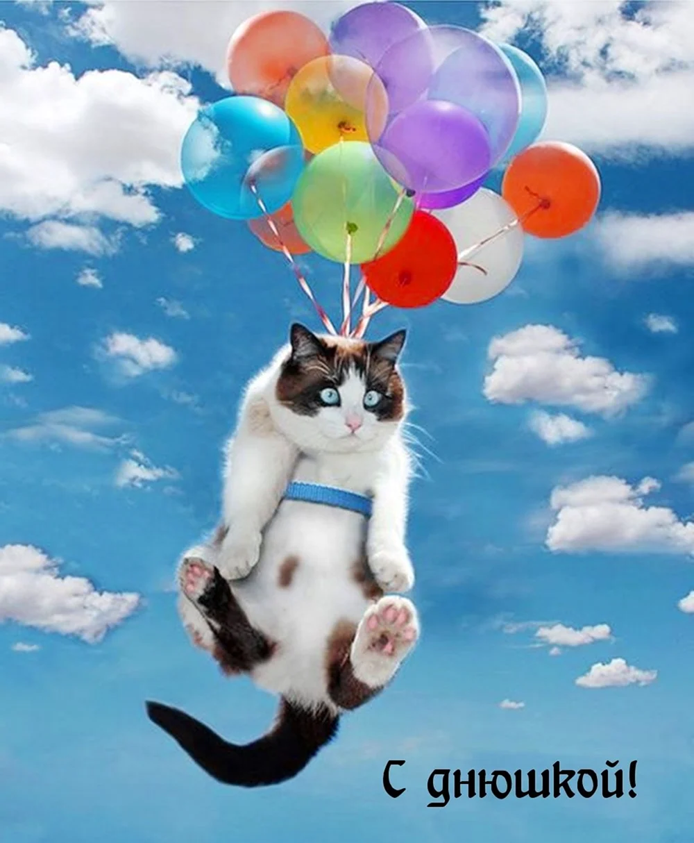 Кот с воздушными шарами