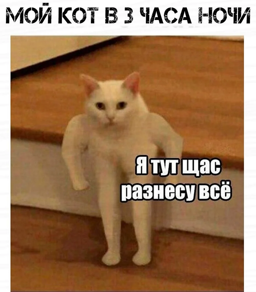 Кот силач