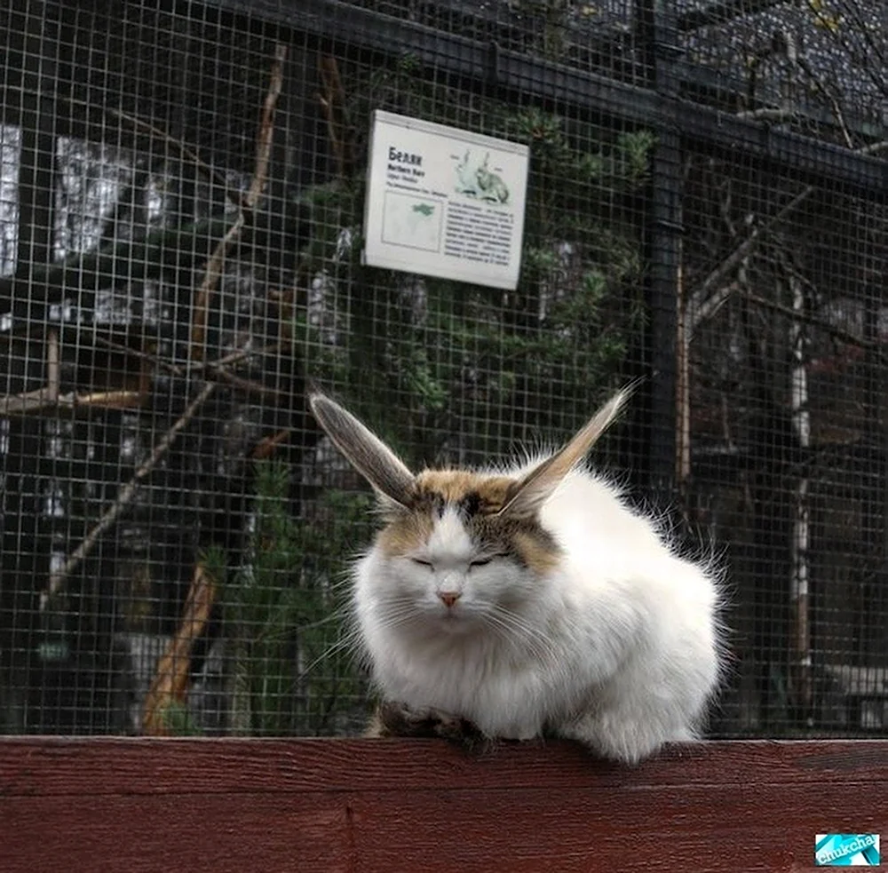 Кот скрещенный с кроликом