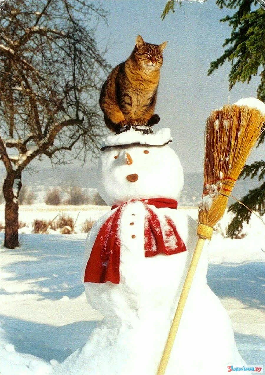 Кот Снеговик