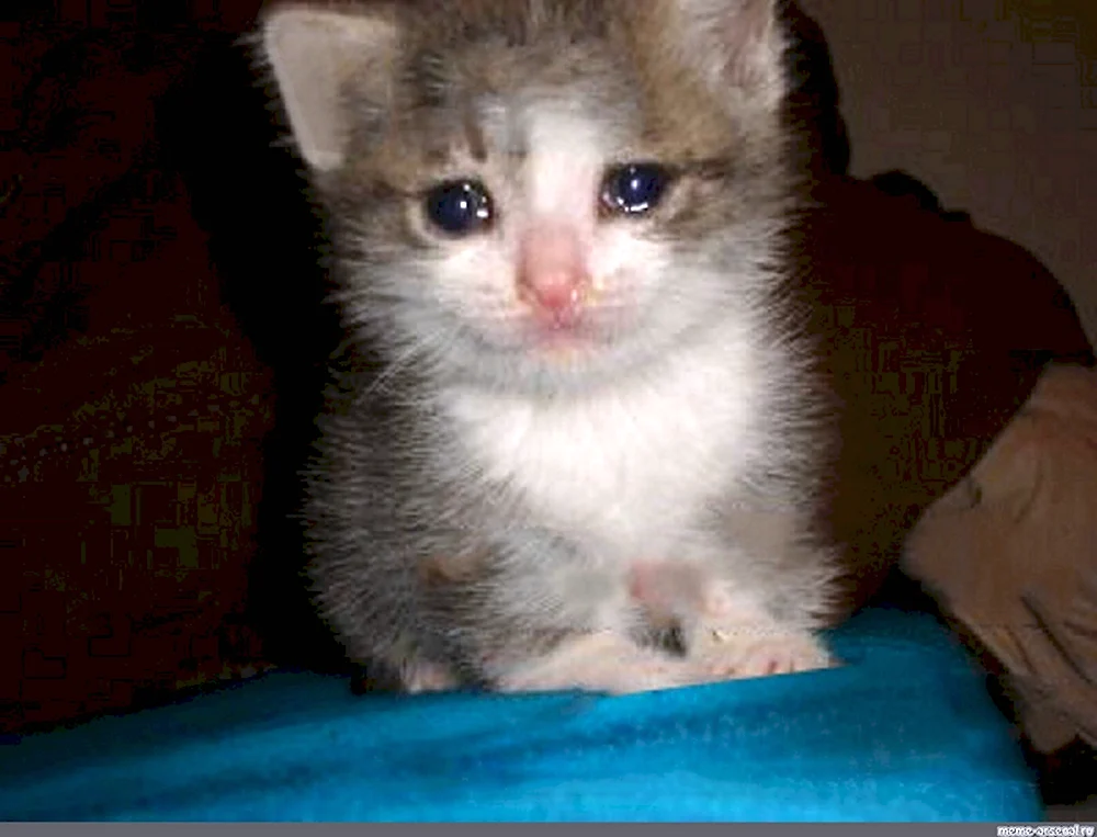 Кот со слезами