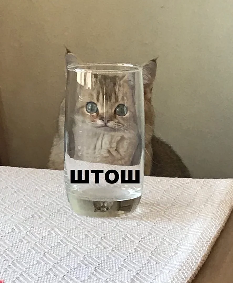 Кот со стаканом воды