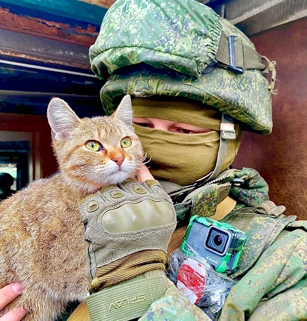 Кот солдат