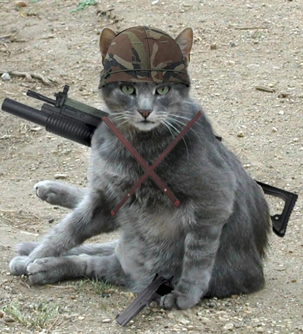 Кот сталкер