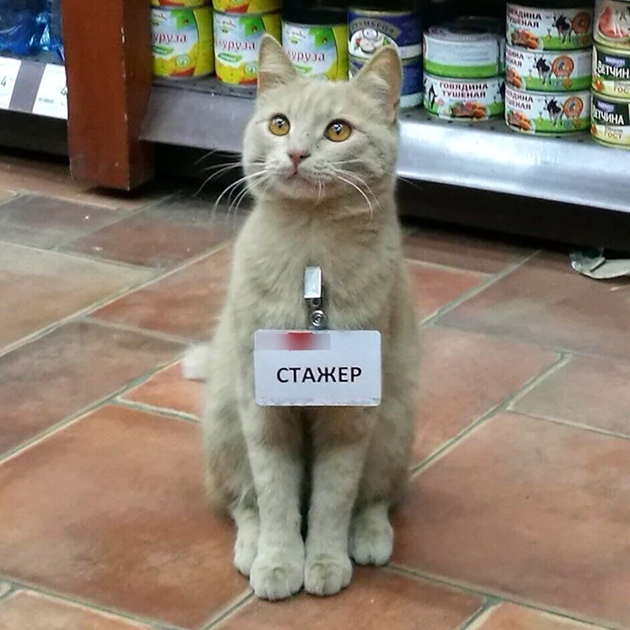 Кот стажер