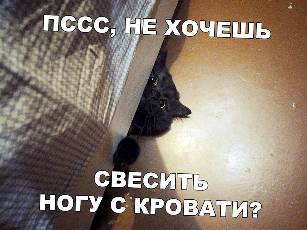 Кот свесил ноги