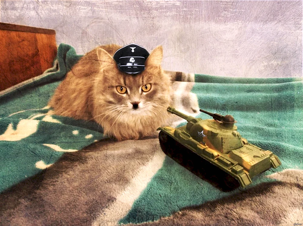 Кот танкист