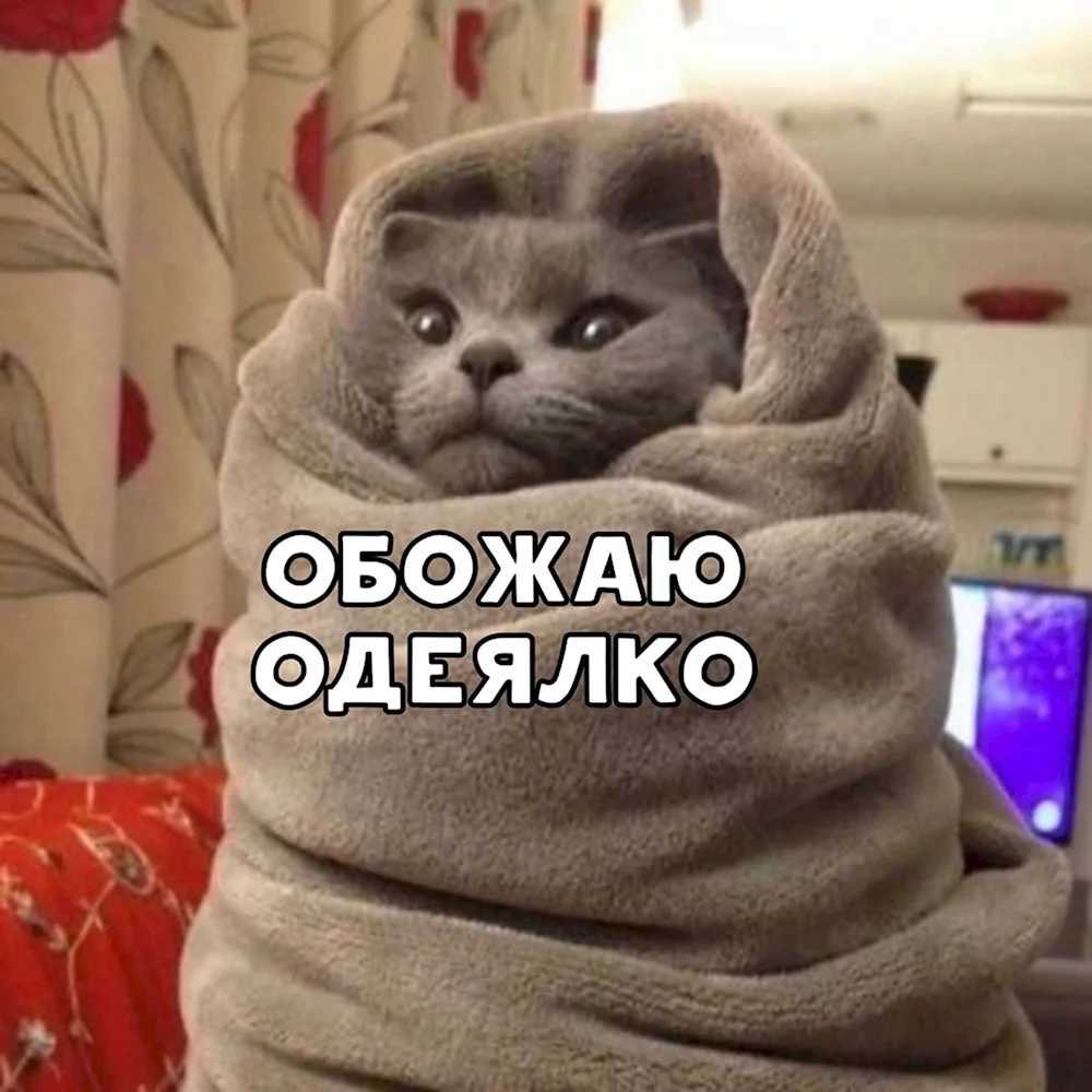 Кот укутанный в одеяло