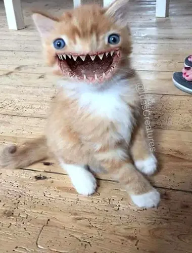 Кот улыбается с зубами