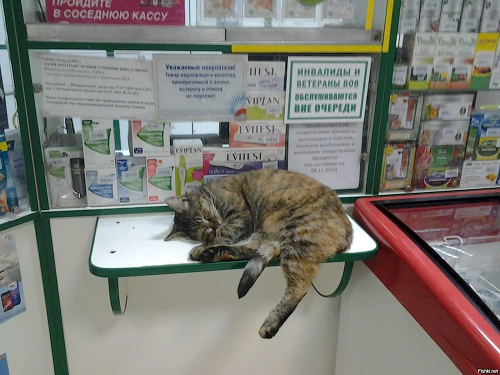 Кот в аптеке