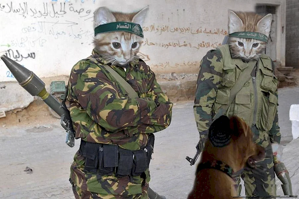 Кот в армии
