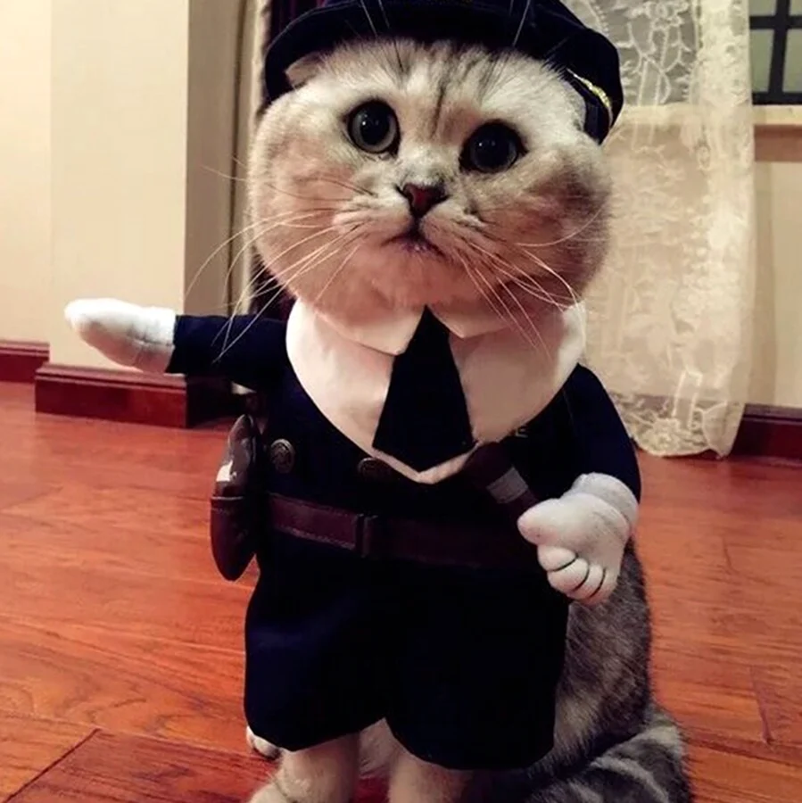 Кот в костюме