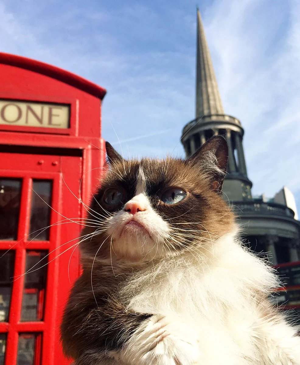 Кот в Лондоне