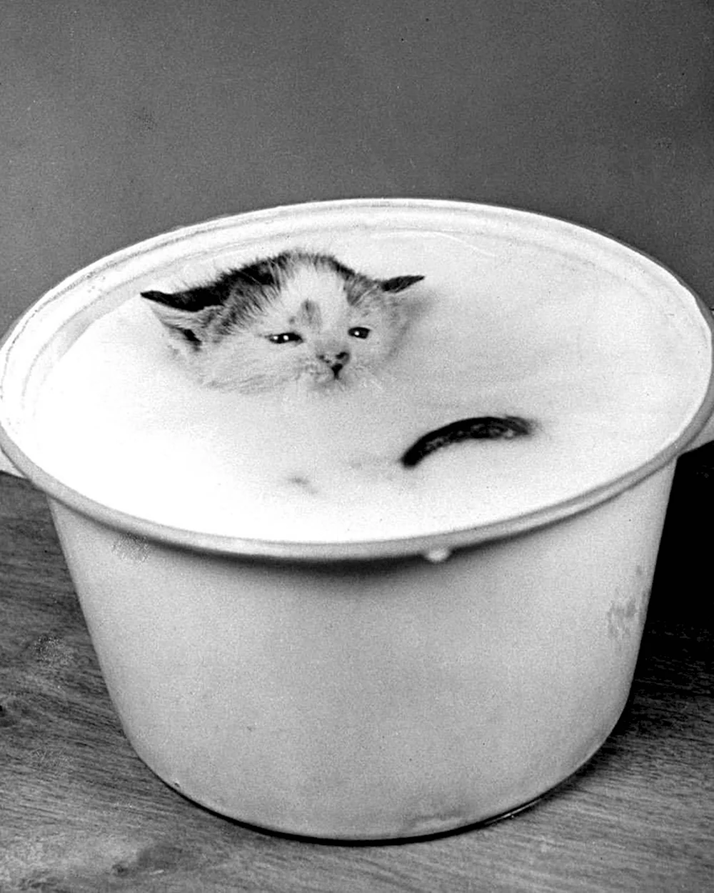 Кот в молоке