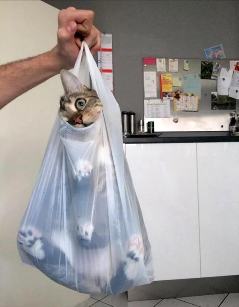 Кот в пакете