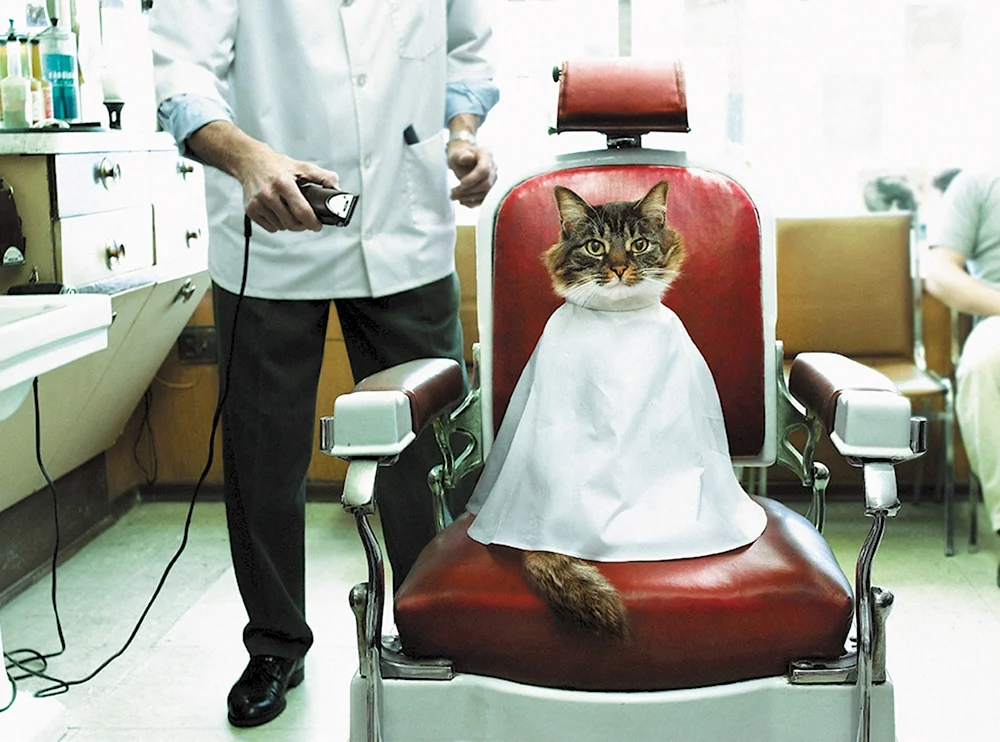 Кот в парикмахерской