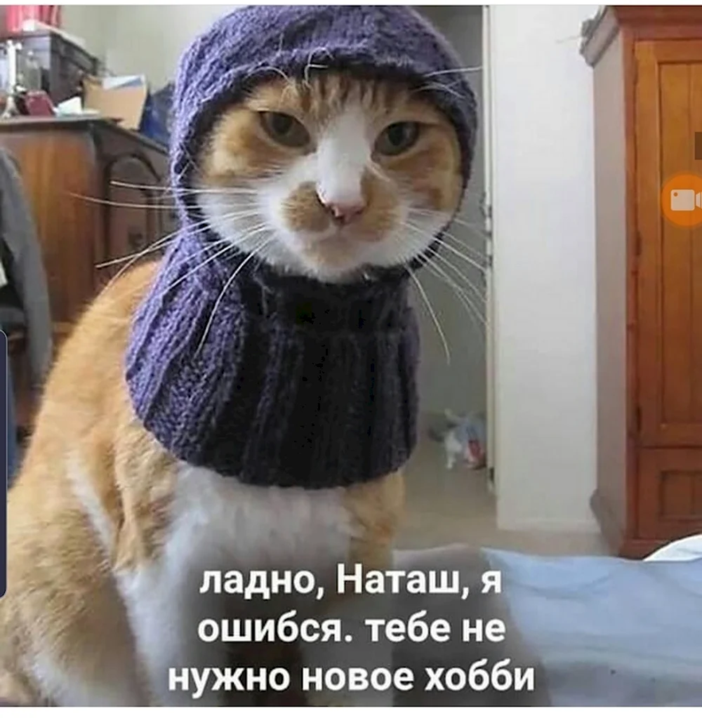Кот в шапке