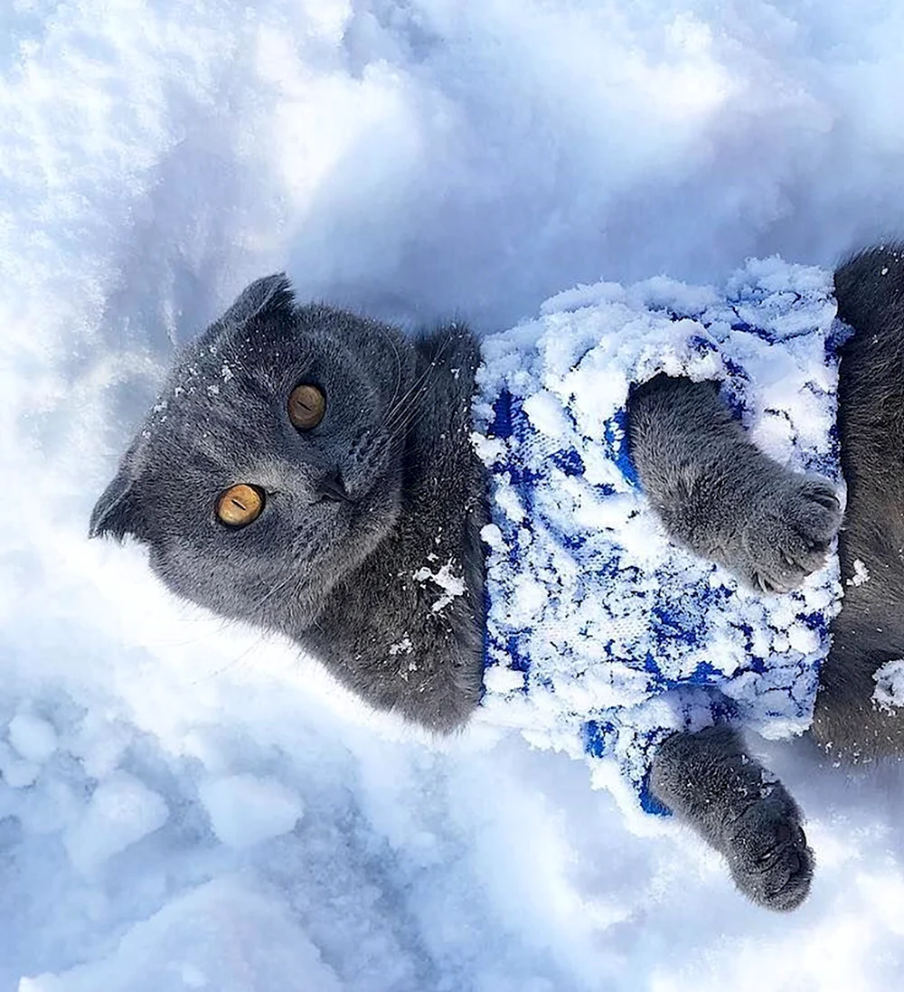 Кот в снегу