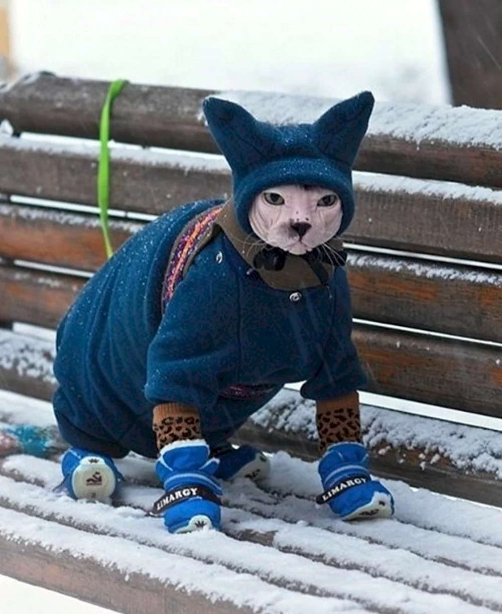 Кот в зимней одежде