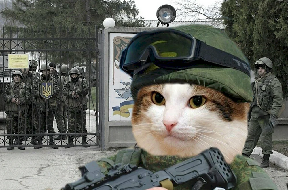 Кот военный