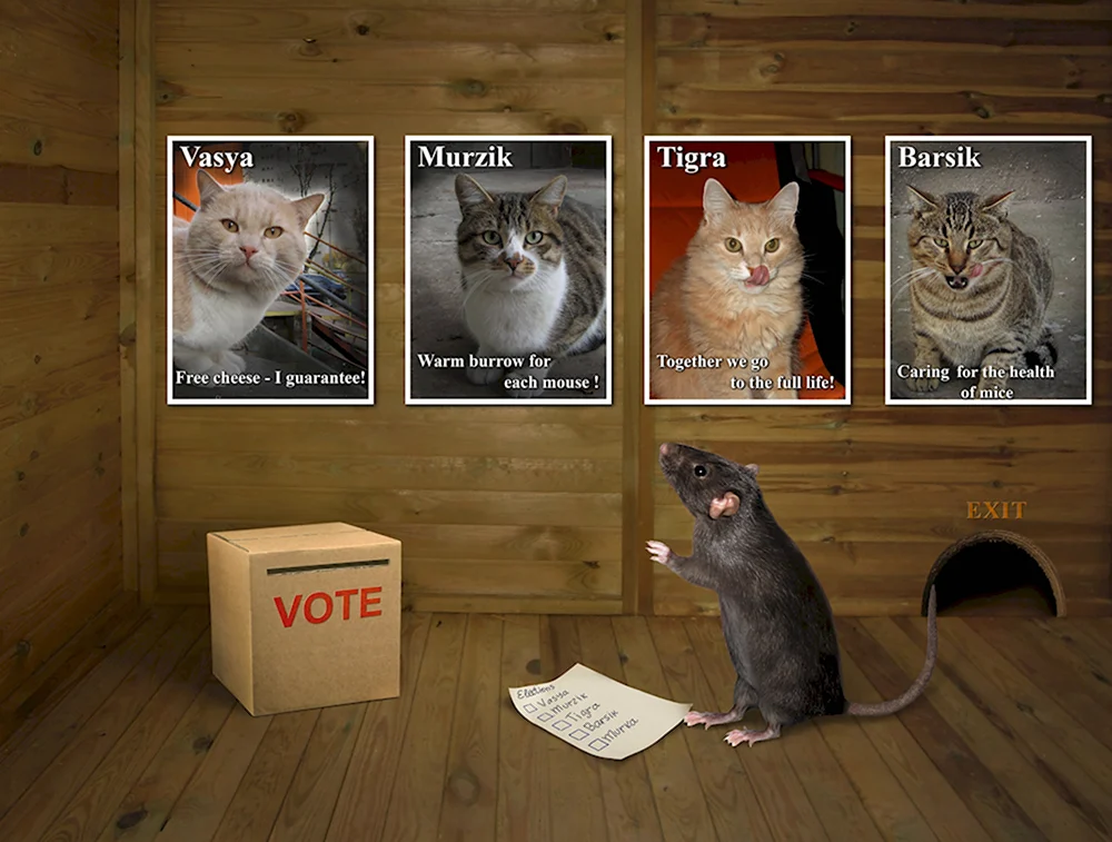 Кот выборы