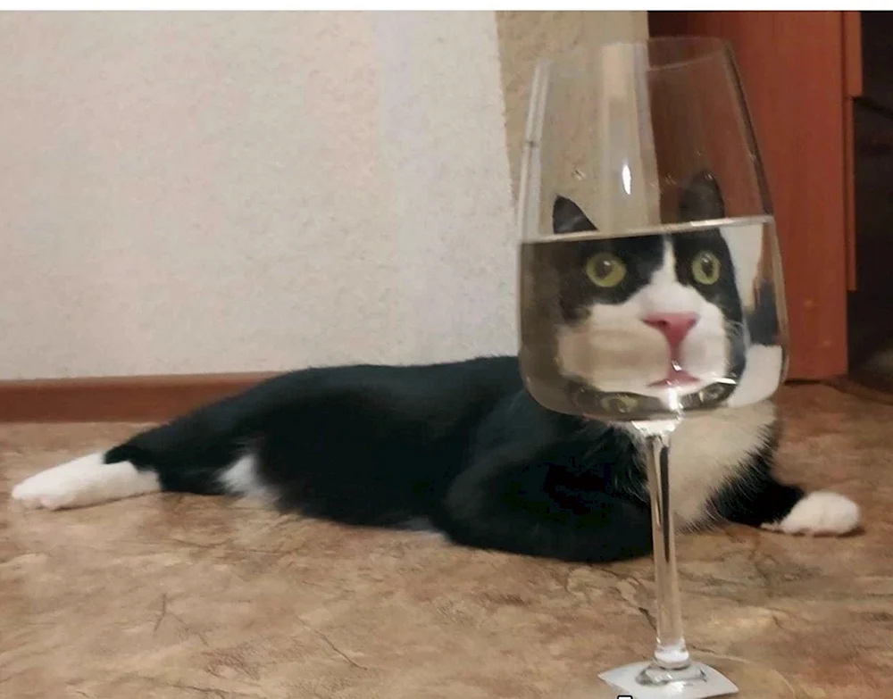 Кот за стаканом