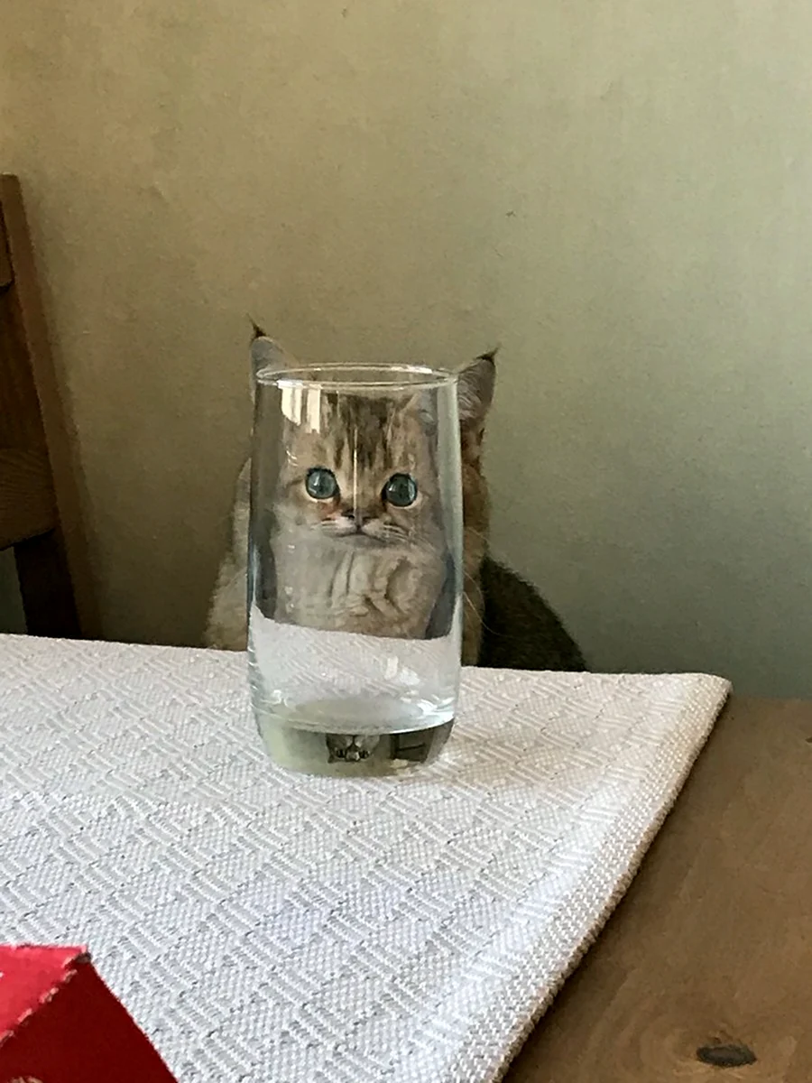 Кот за стаканом