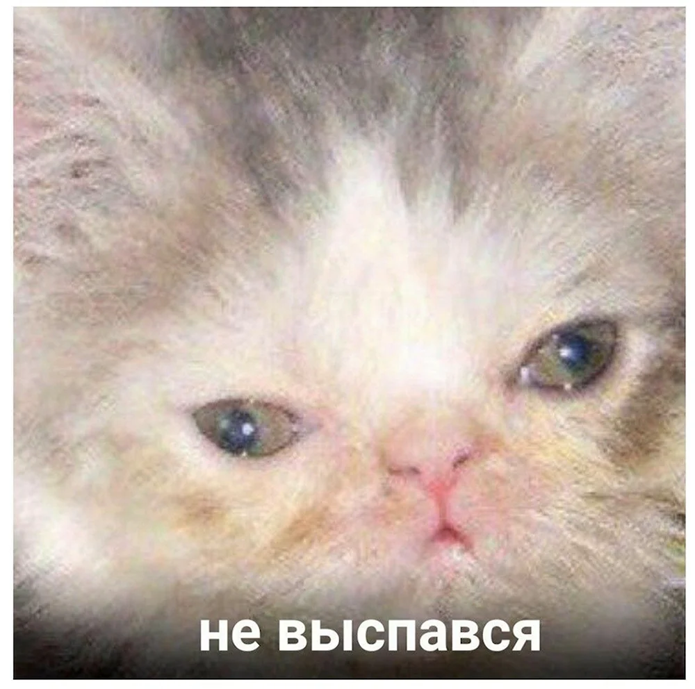 Котенок не выспался