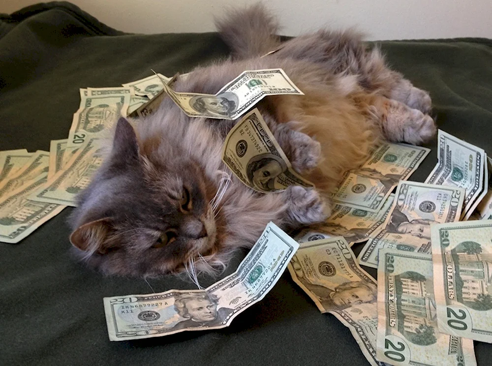 Котенок с деньгами