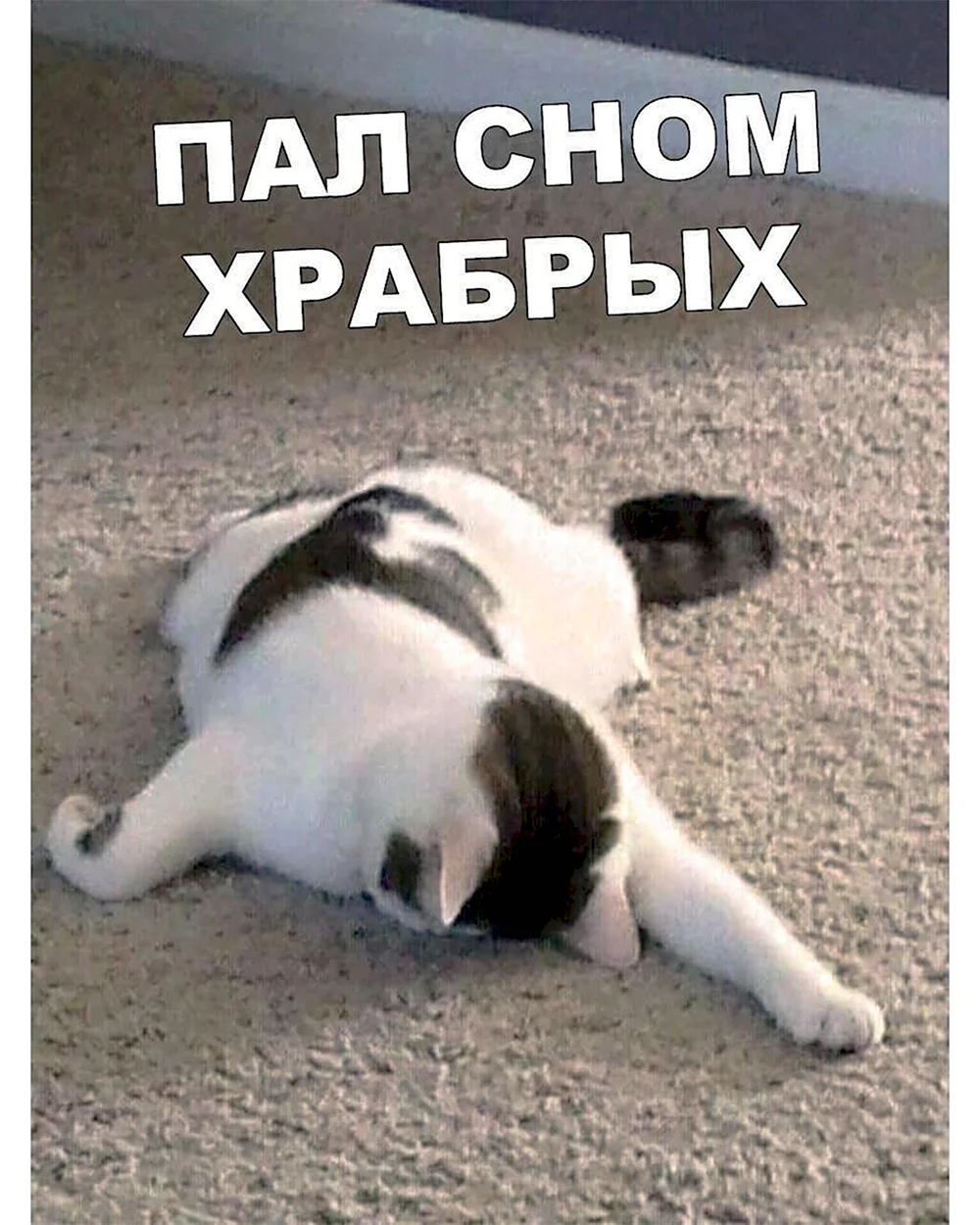 Котенок устал