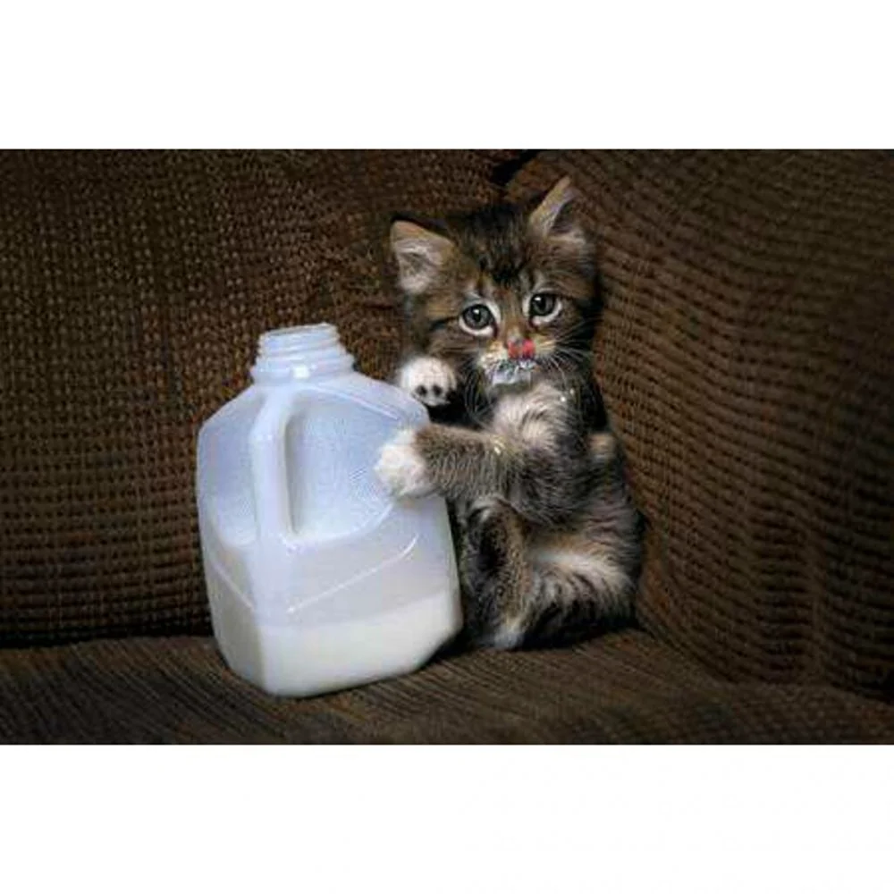 Котенок в молоке