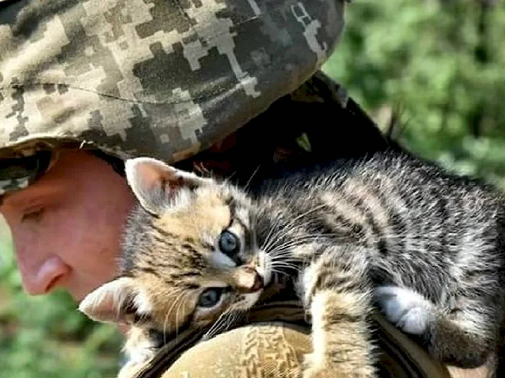 Котенок военный