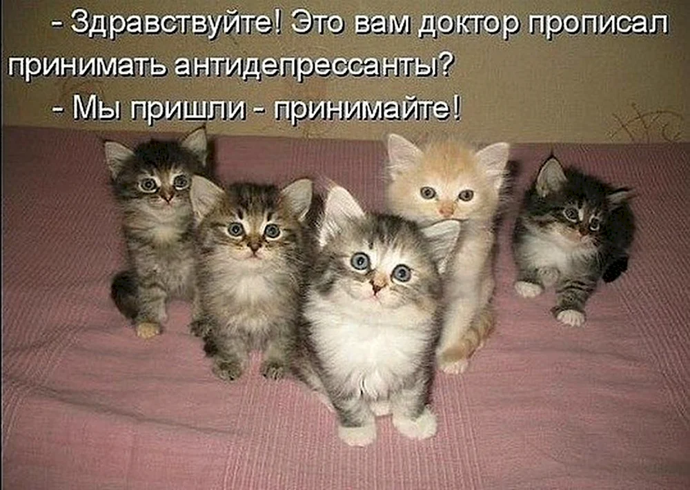 Котята антидепрессанты