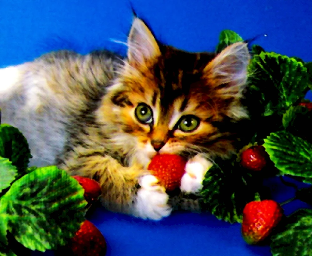 Котята и фрукты