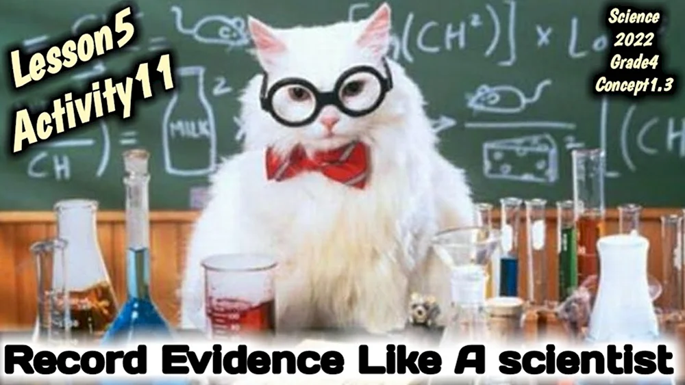 Котик и химия