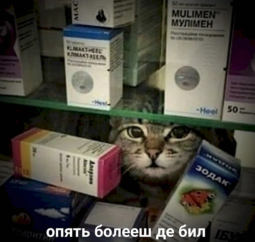Котик лучшее лекарство