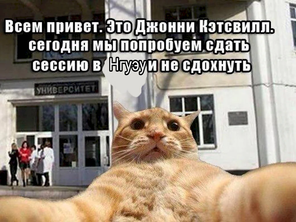 Котик на экзамене