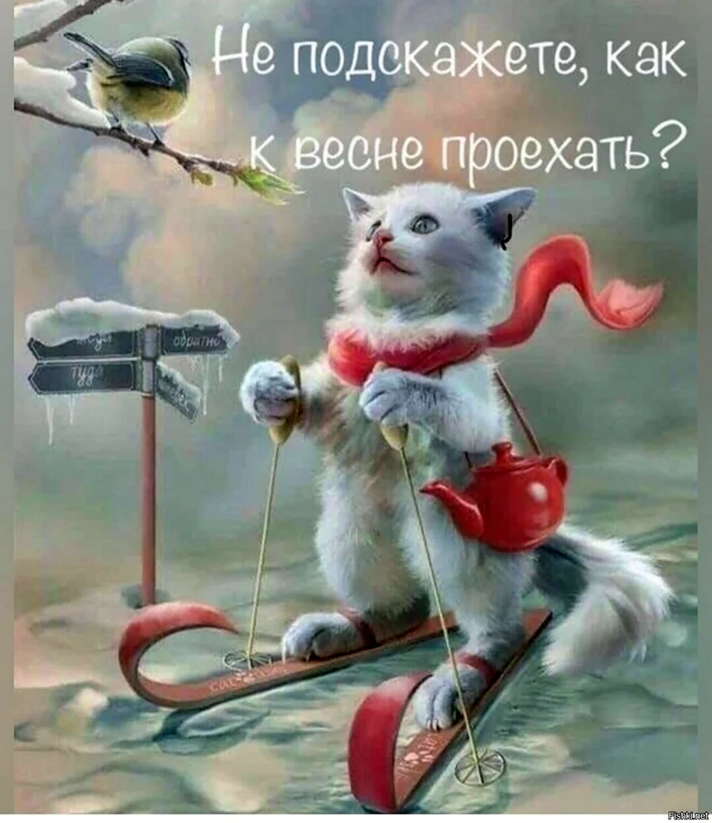 Котик на лыжах