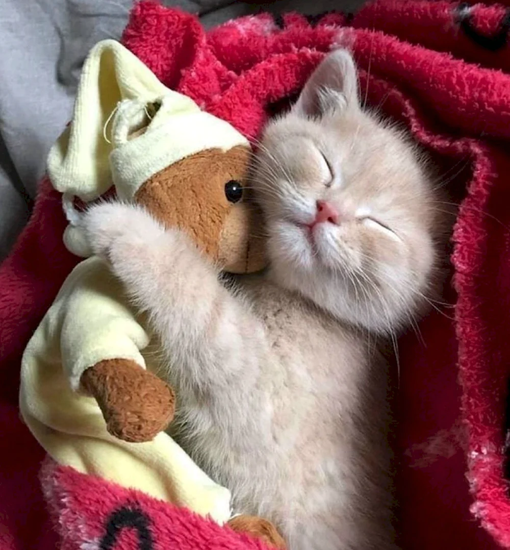 Котик обнимает игрушку