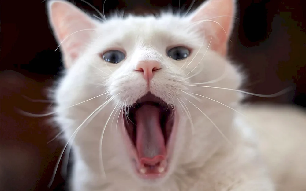 Котик с открытым ртом