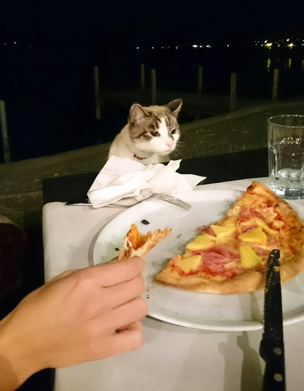 Котик с пиццей