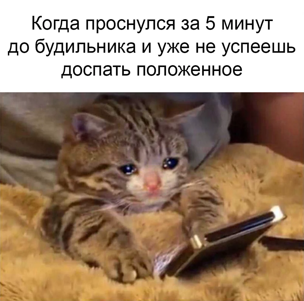 Котик с телефоном плачет