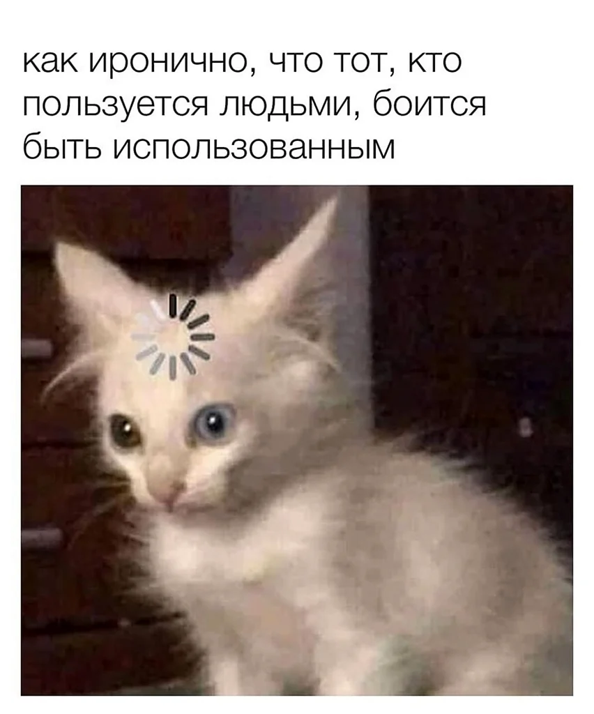 Котик с загрузкой на лбу