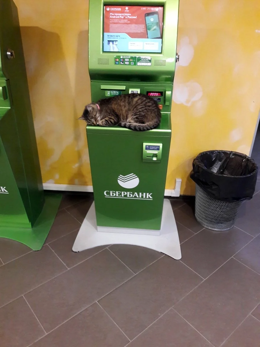 Котик Сбербанк