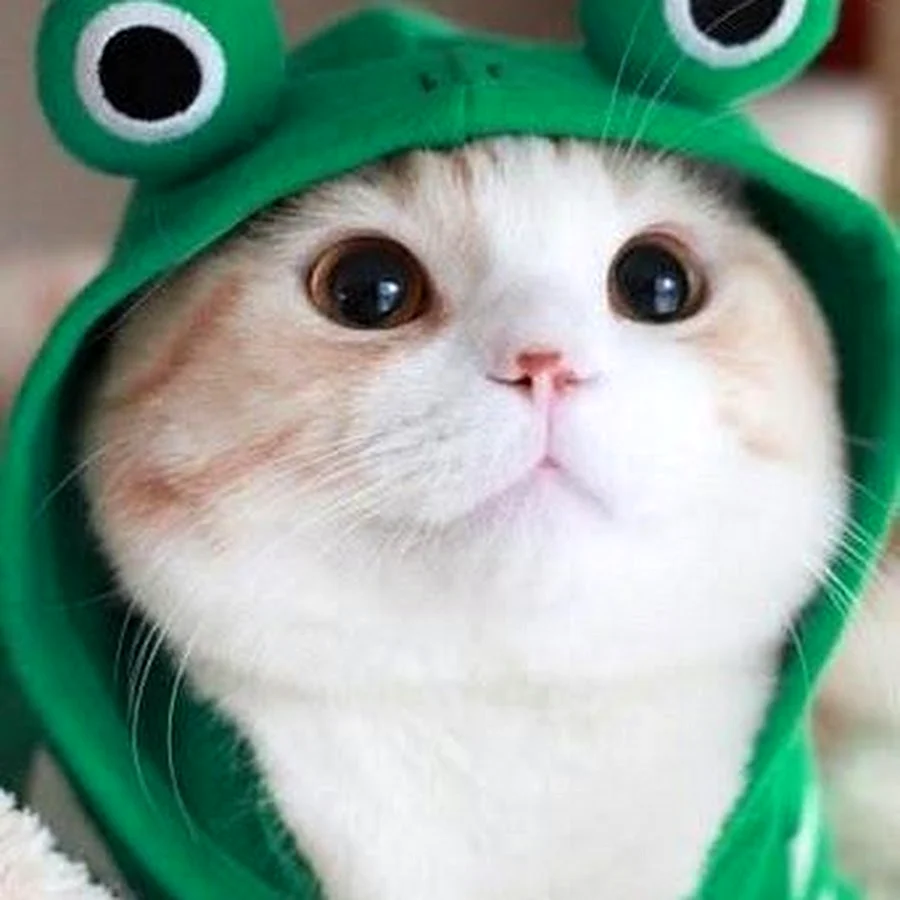 Котик в костюме лягушечки
