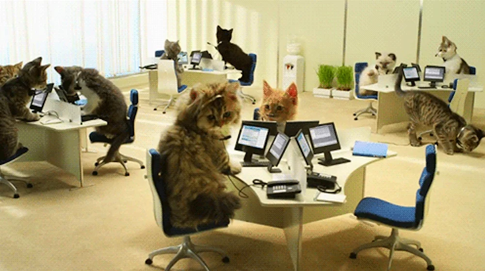 Котик в офисе