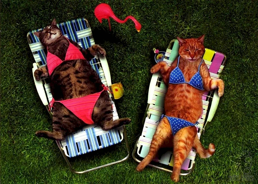 Котик в отпуске